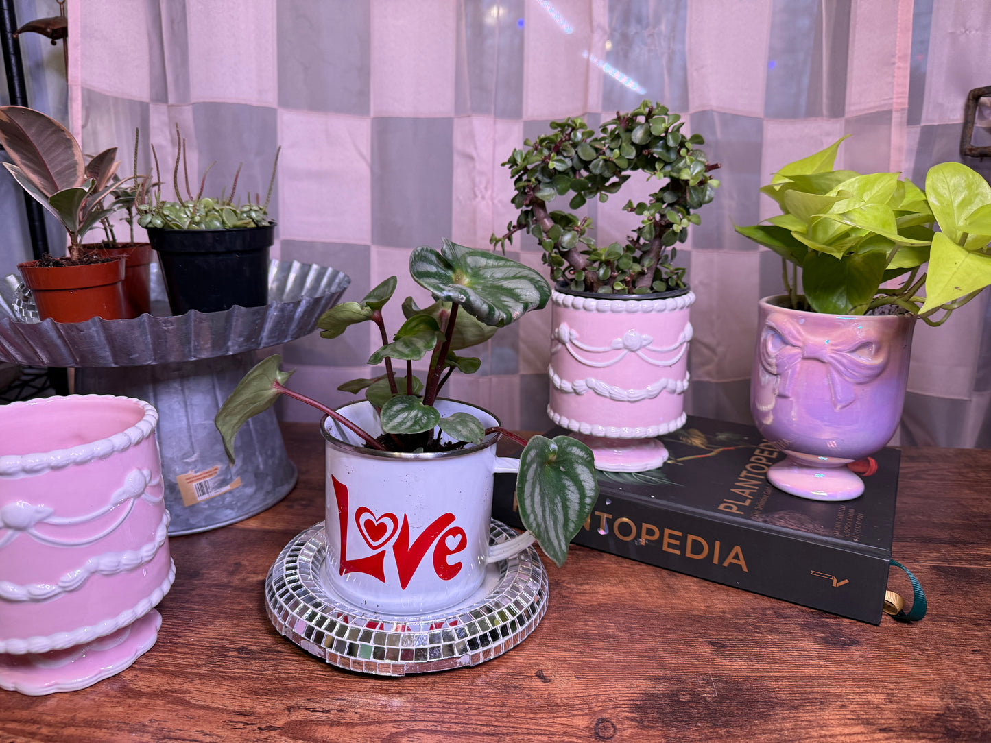 Watermelon Peperomia In Tin Vintage Mug