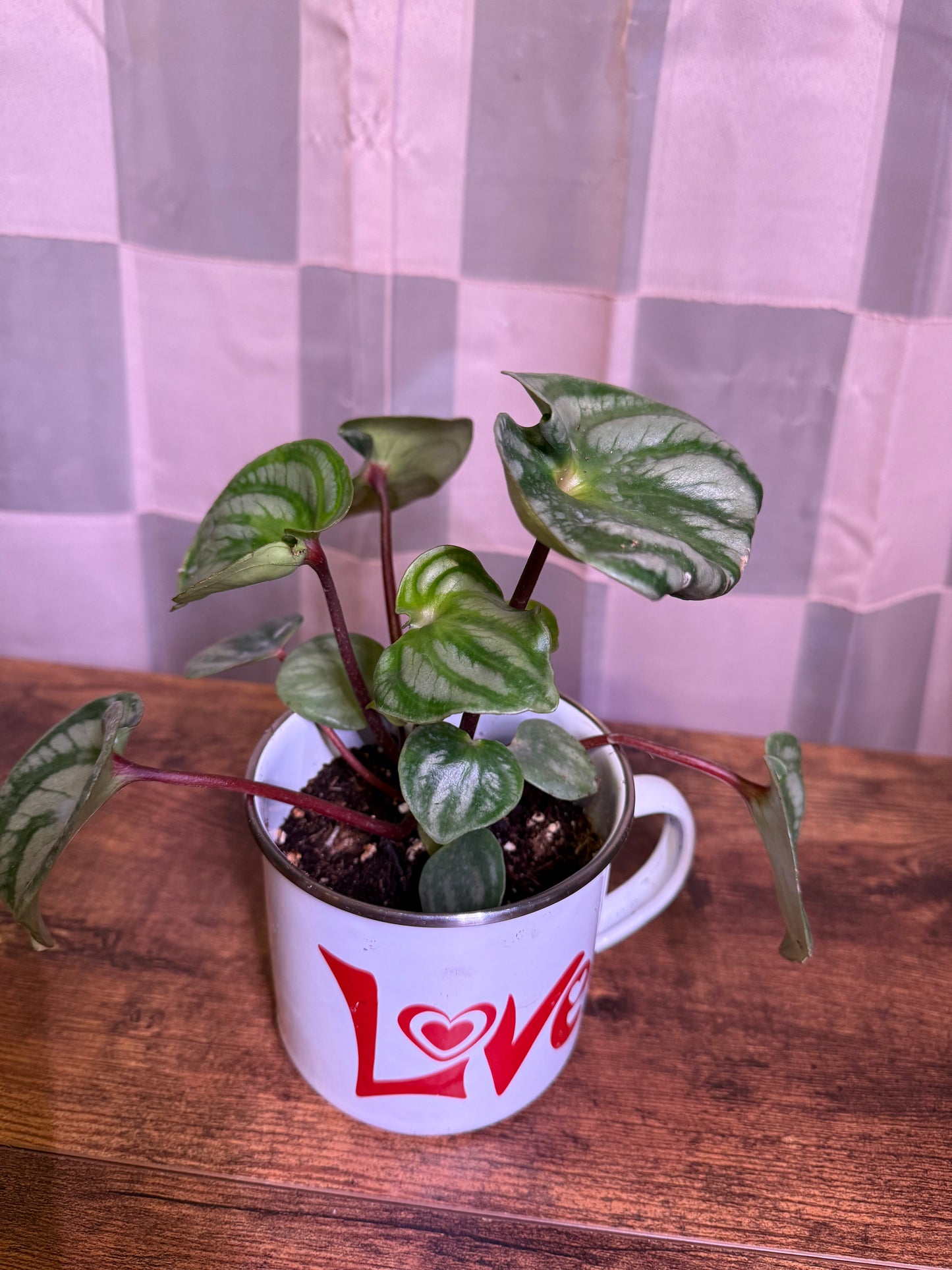 Watermelon Peperomia In Tin Vintage Mug