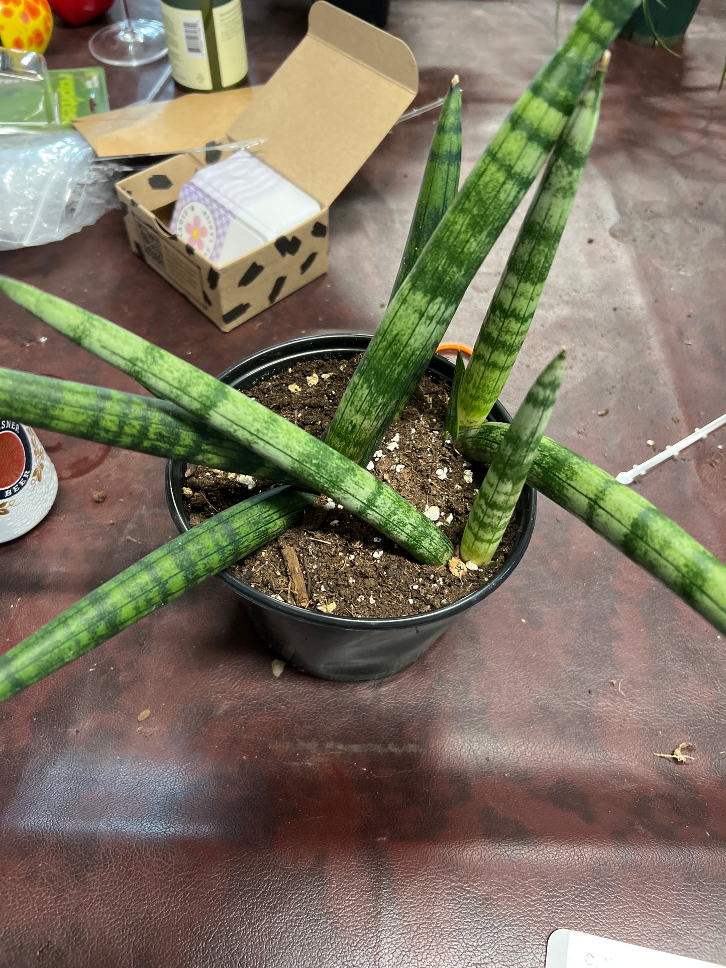 Cylindrical Snake Plant