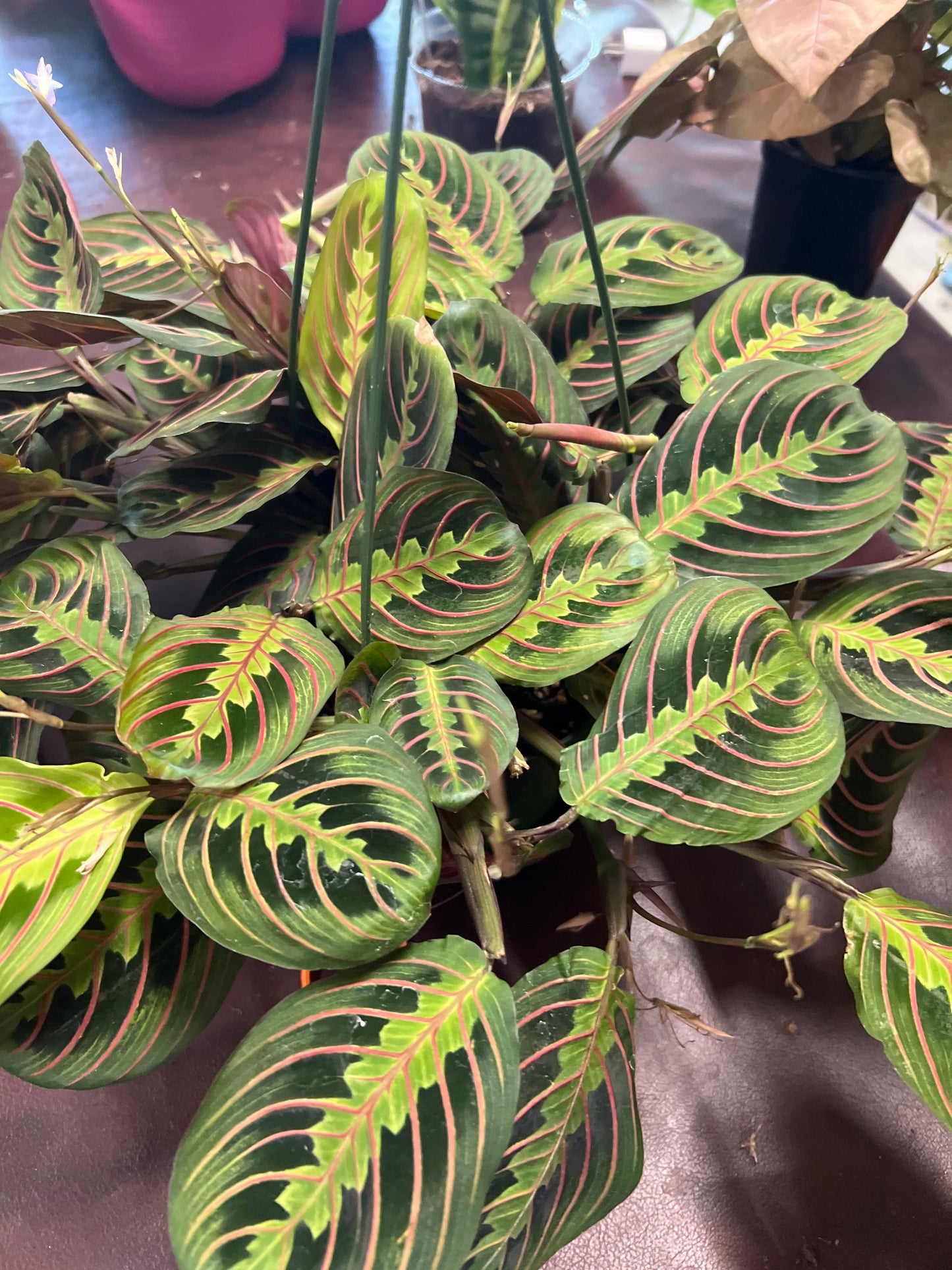 Prayer Plant