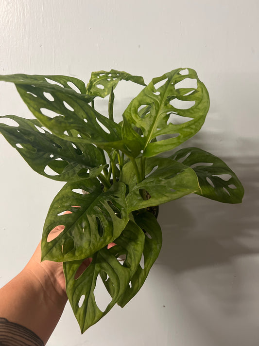 Monstera Adansonii "Swiss Cheese Vine"