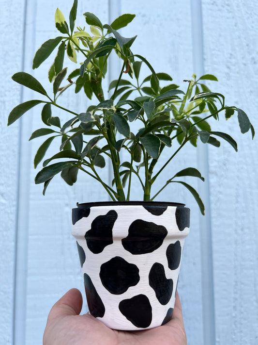 Cow Print Painted Terra Cotta Pot💚