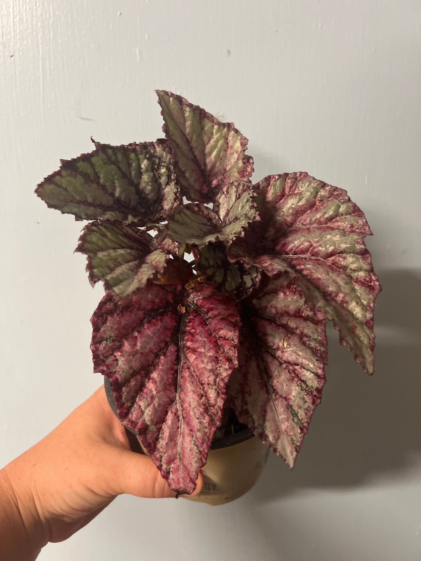 Begonia "Spirit of Reunion"