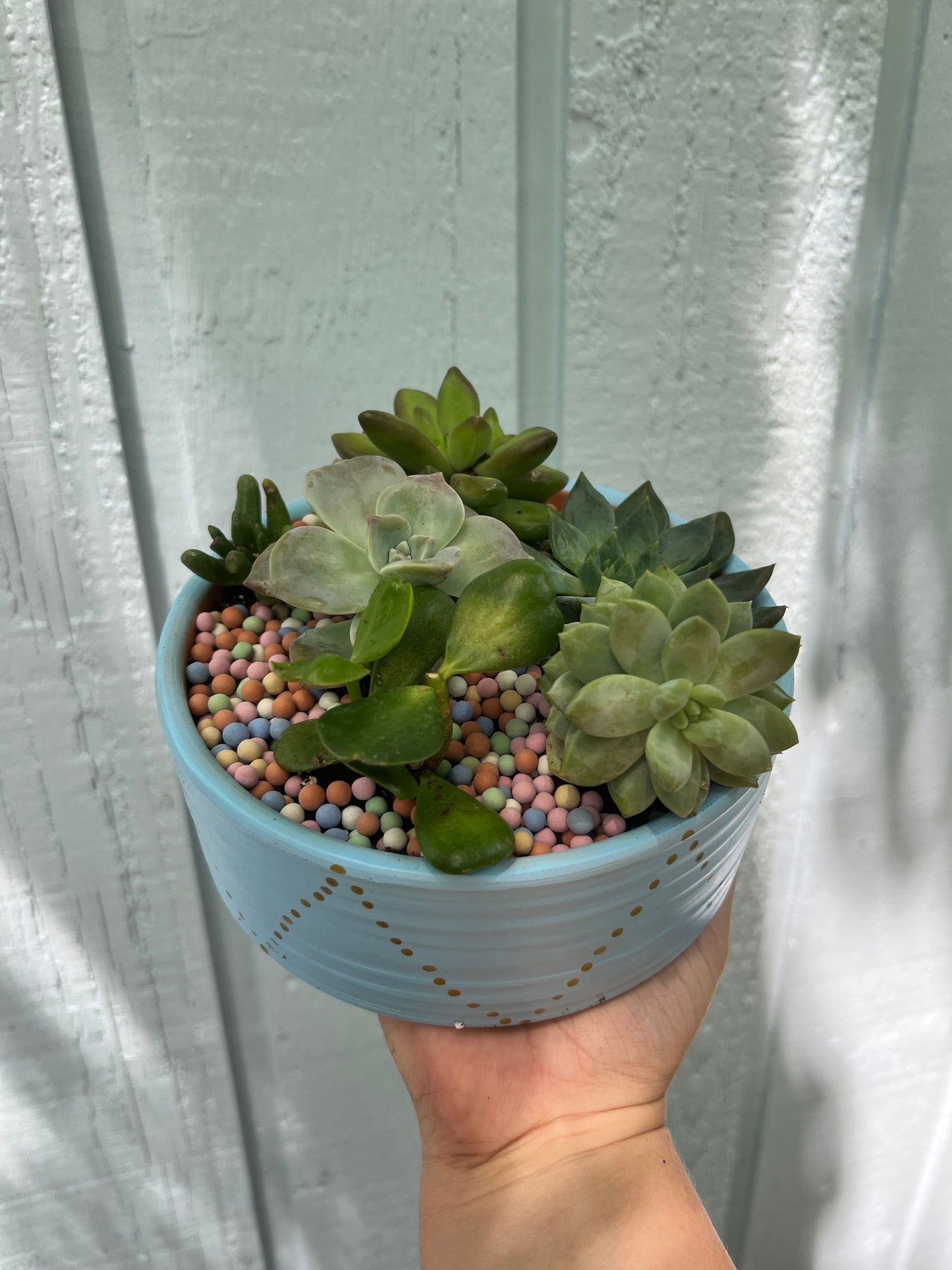 Lowboy Blue Succulent Arrangement