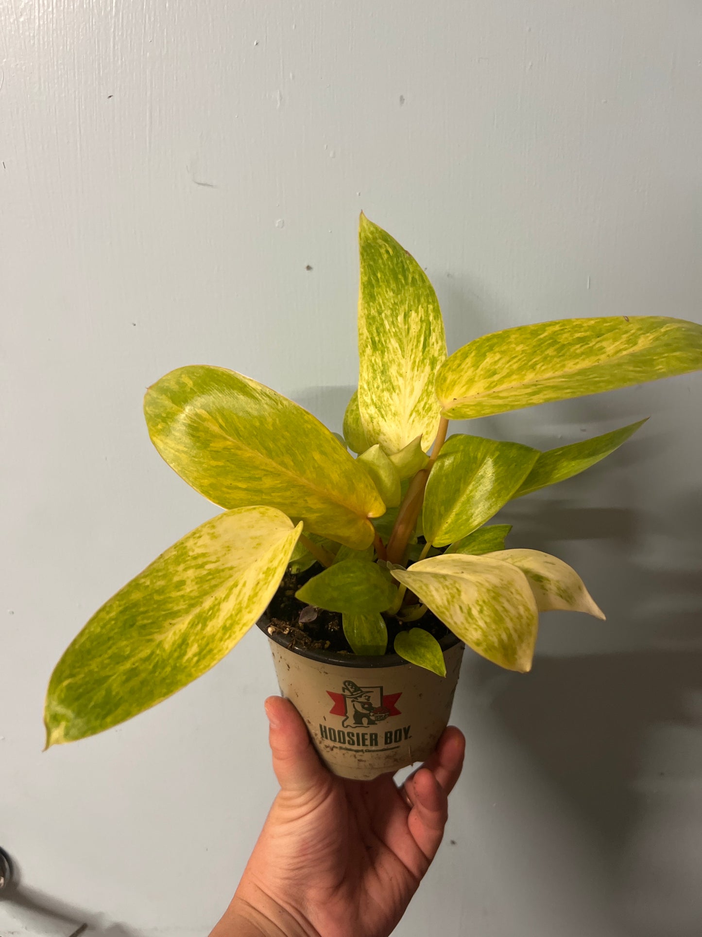 Philodendron "Painted Lady"