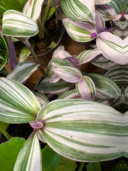 Tradescantia "Nanouk"