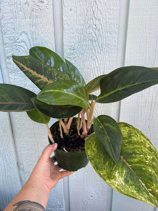 Aglaonema Golden Papaya