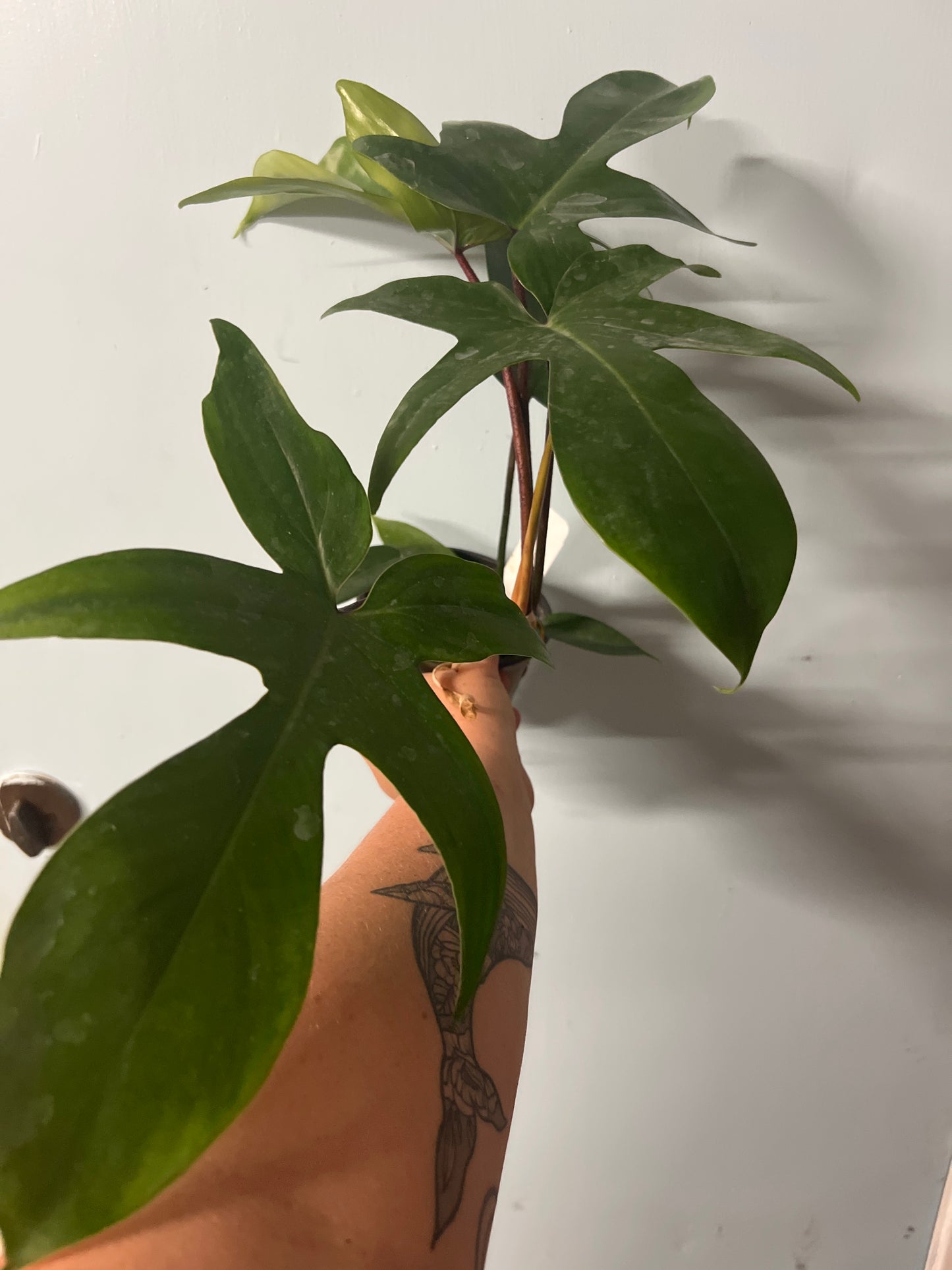 Philodendron "Florida Green"