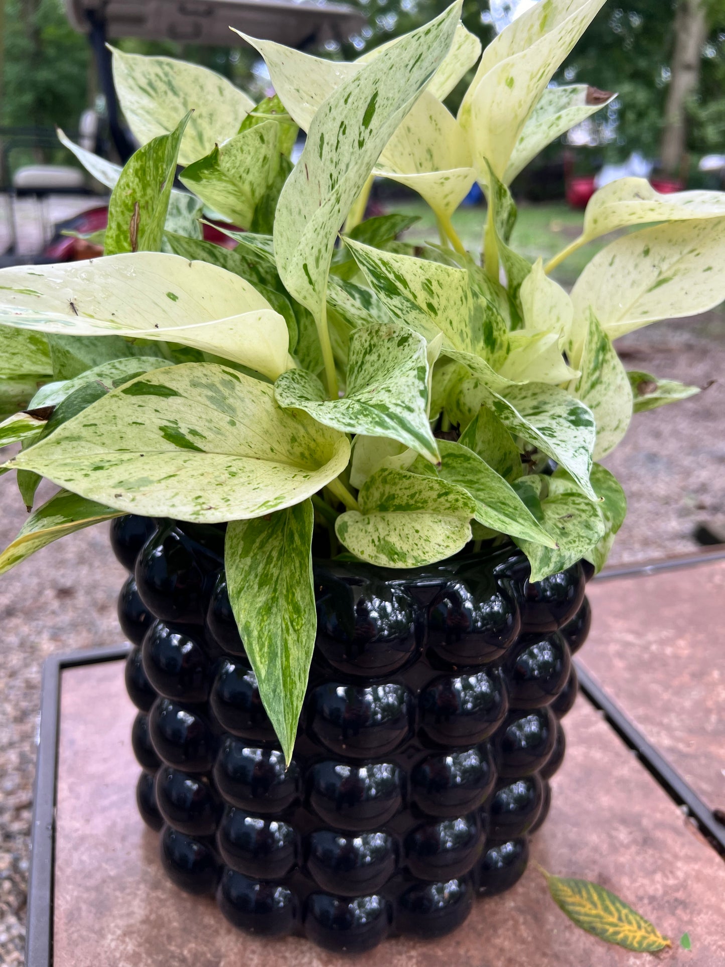 Marble Queen Pothos in Black 10" Planter