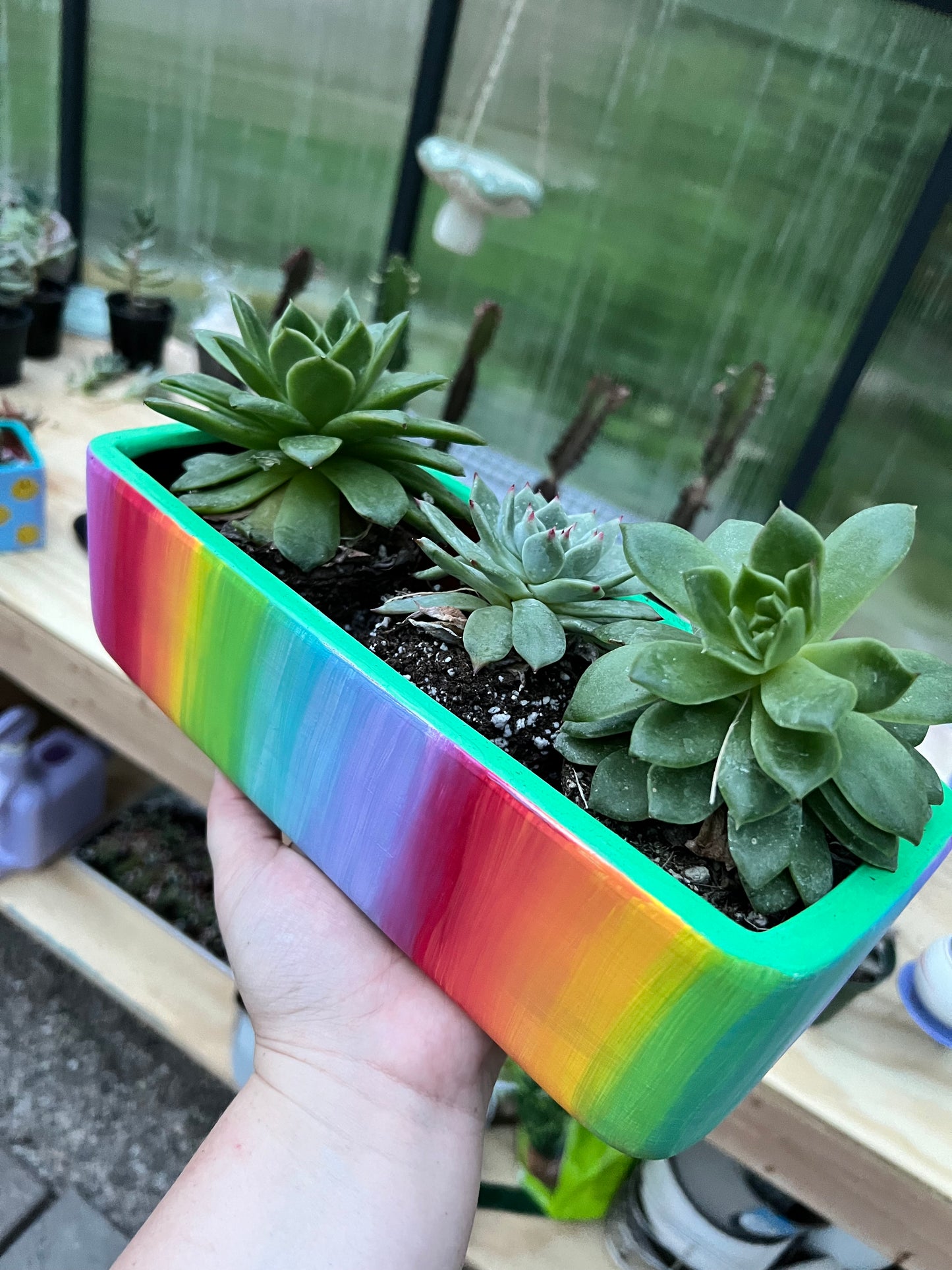 Color Up My World Succulent Arrangement