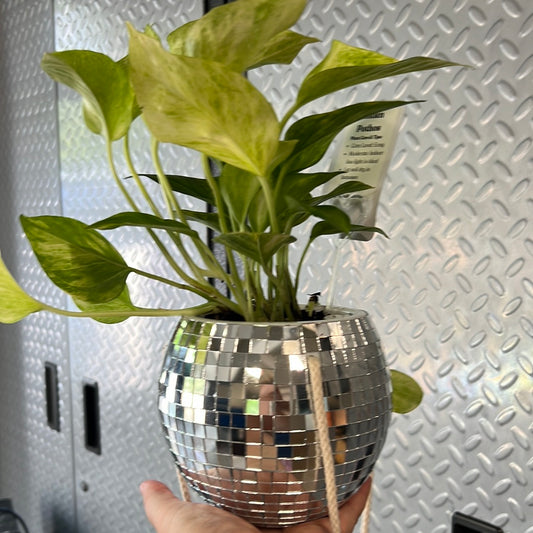 Disco Ball Planter WITH MARBLE POTHOS