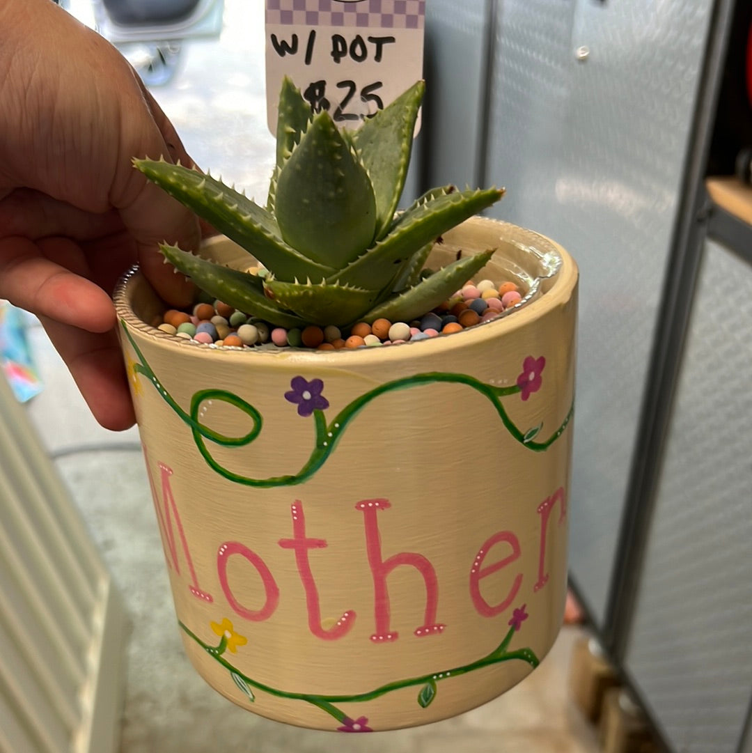 Mother Flower Pot WITH SUCCULENT