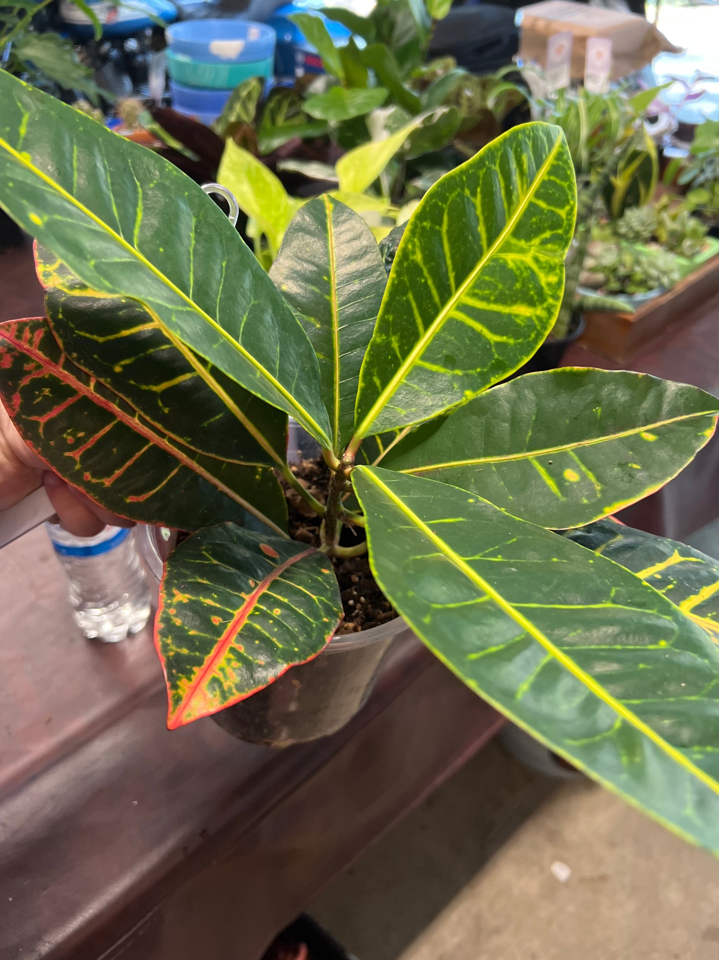 Croton Petra