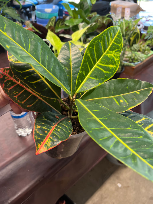 Croton Petra