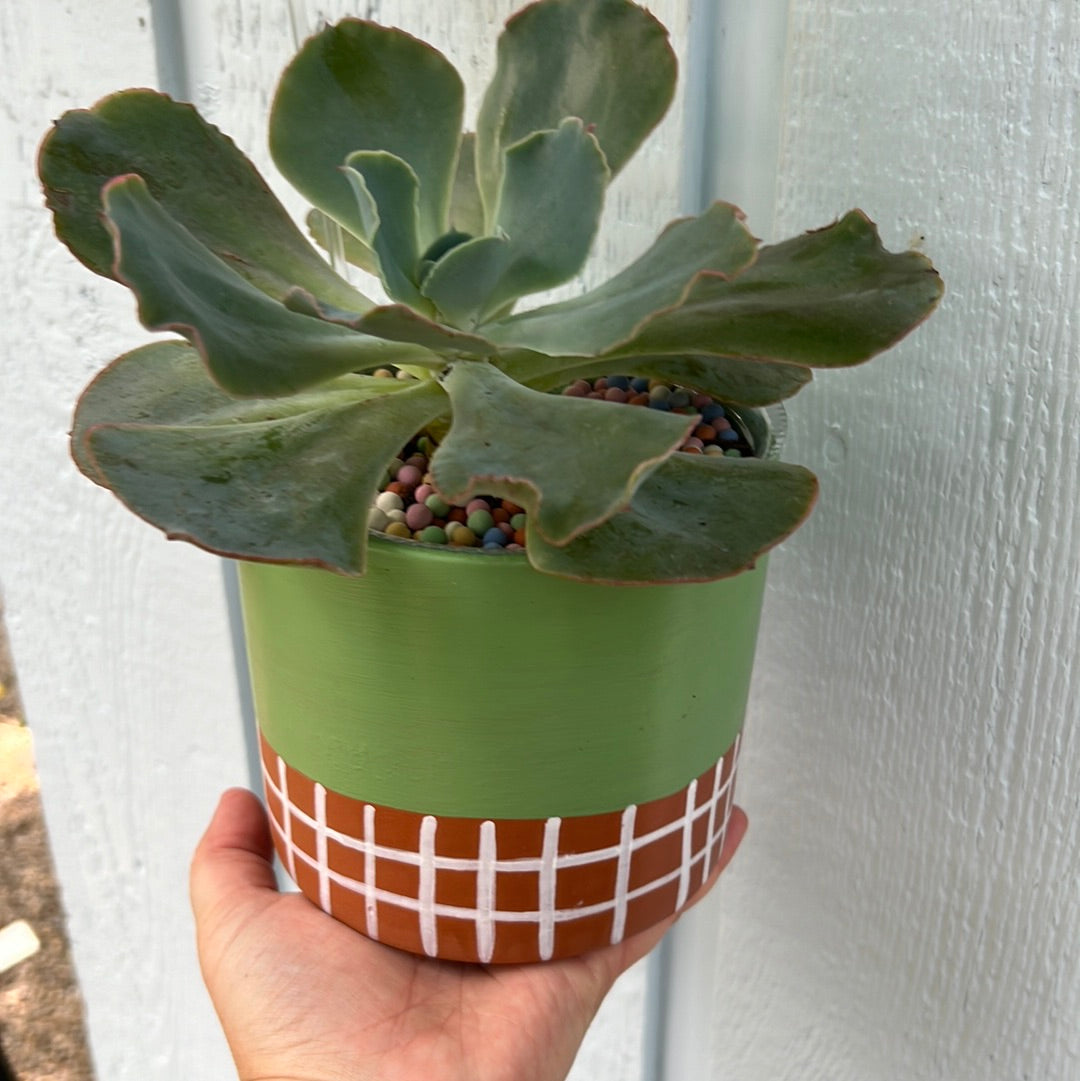 Green Lines planter W SUCCULENT