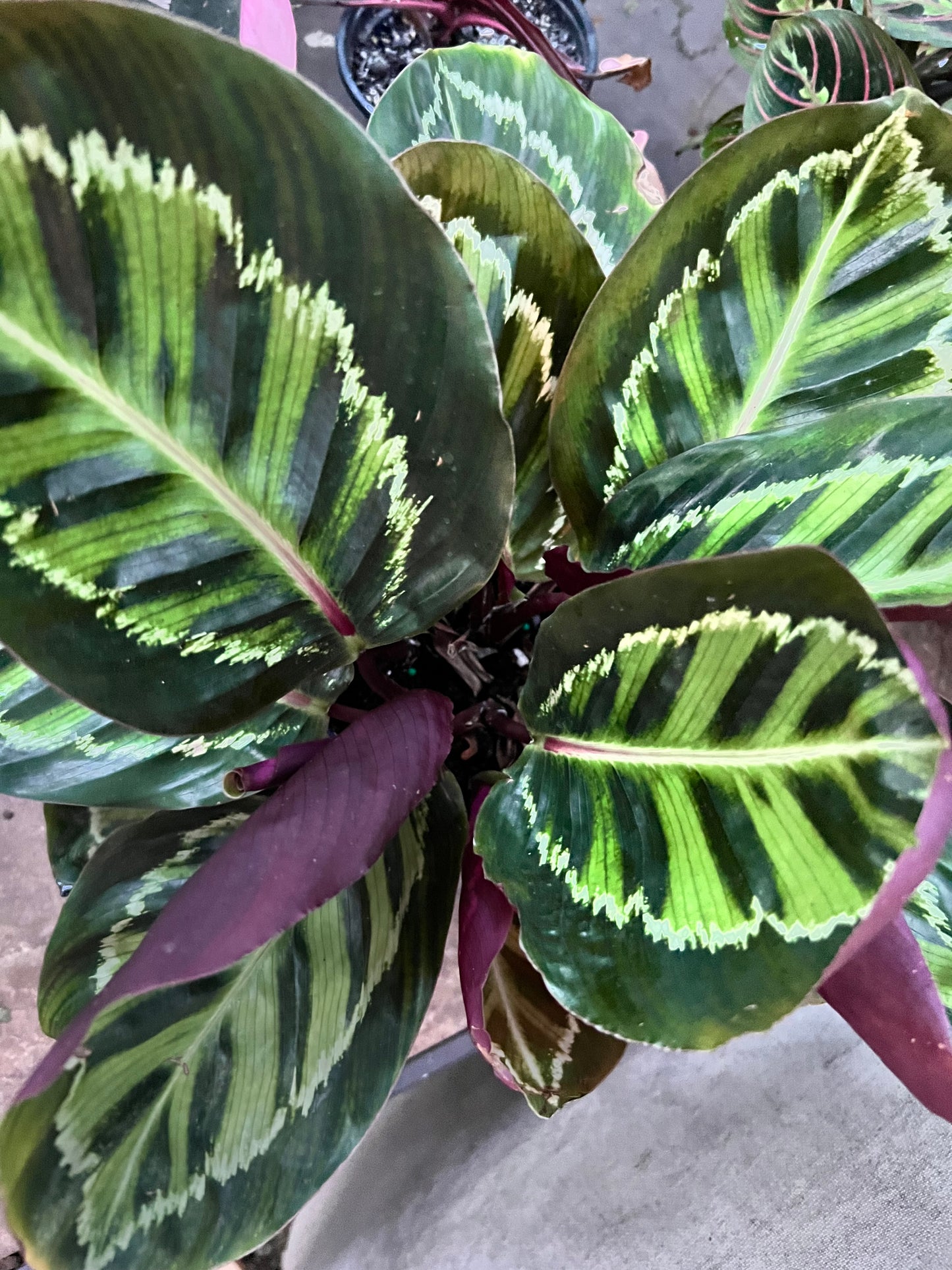 Calathea Rose Painted