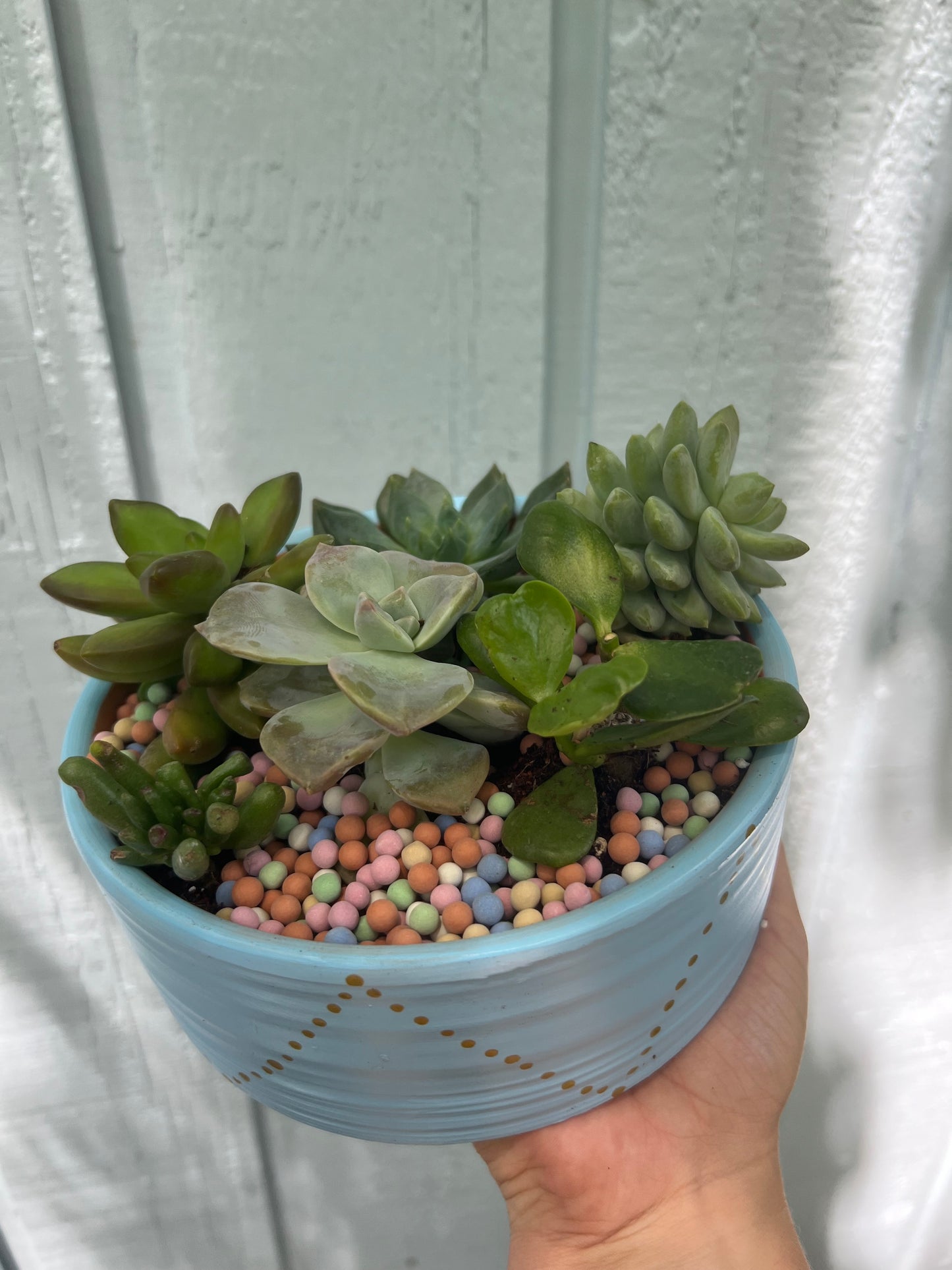 Lowboy Blue Succulent Arrangement