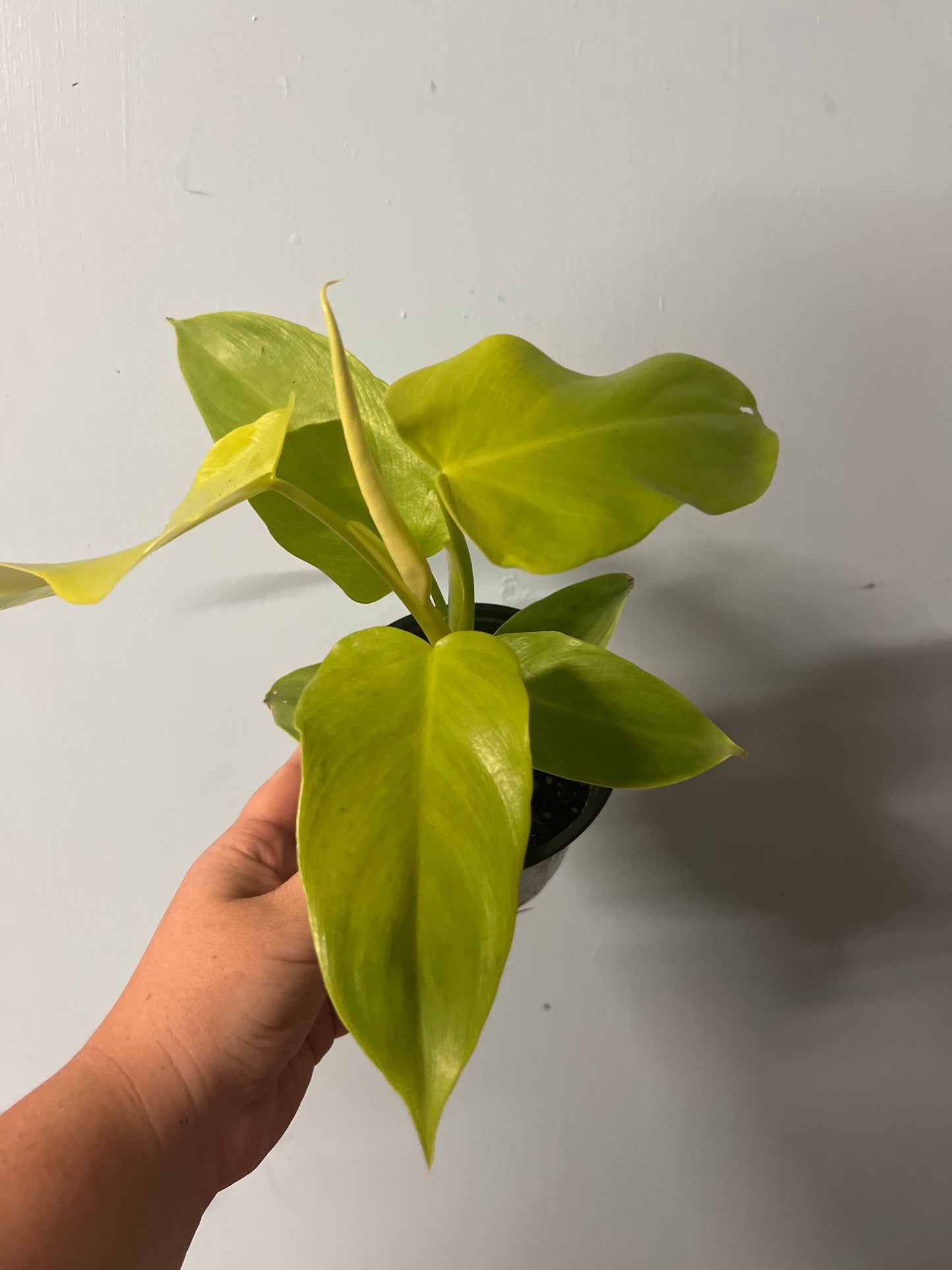 Philodendron Golden Violin