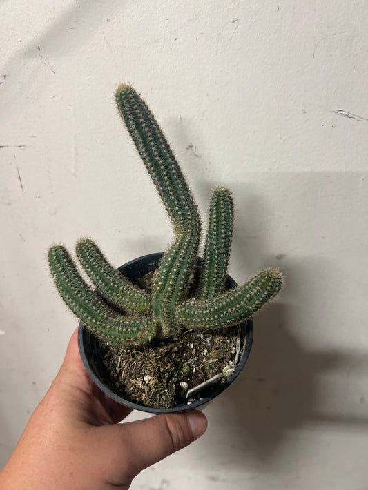 EC Lincoln Spell Cactus