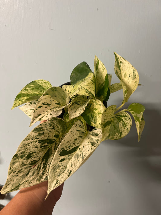 Pothos Marble Queen