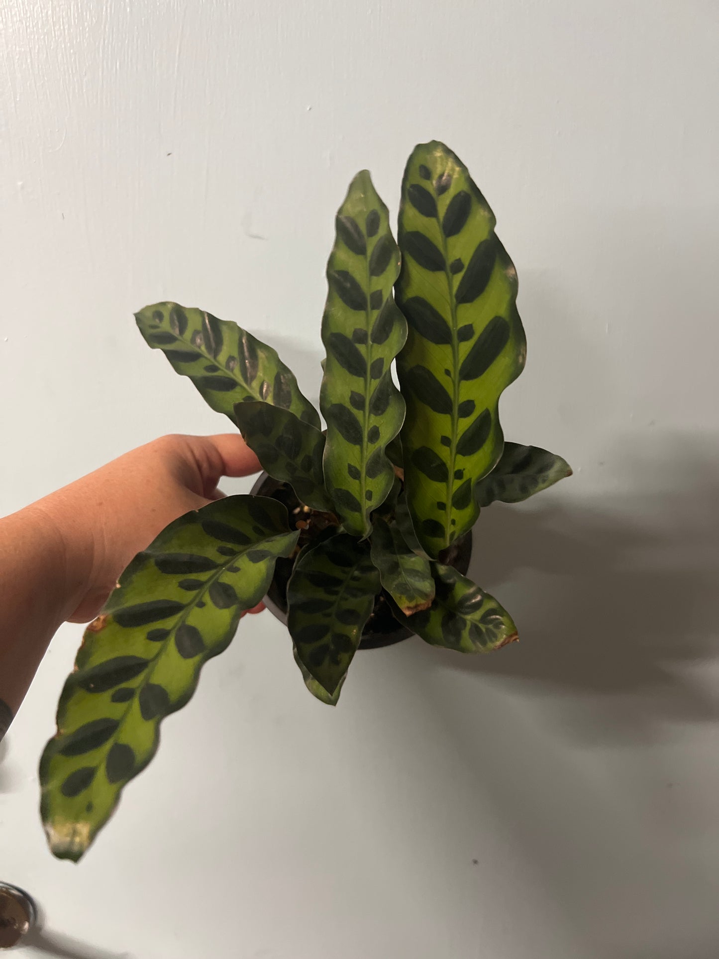 Calathea Rattlesnake