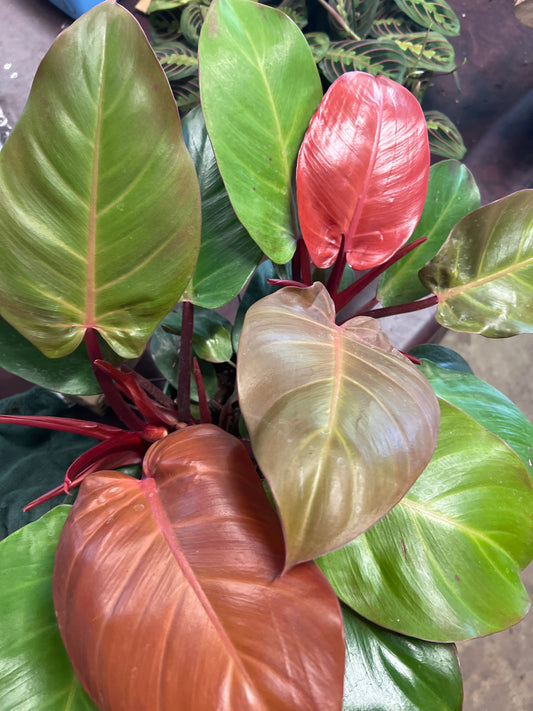 Blushing Philodendron