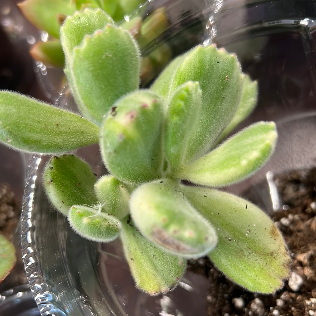 4" Succulent Random Pick