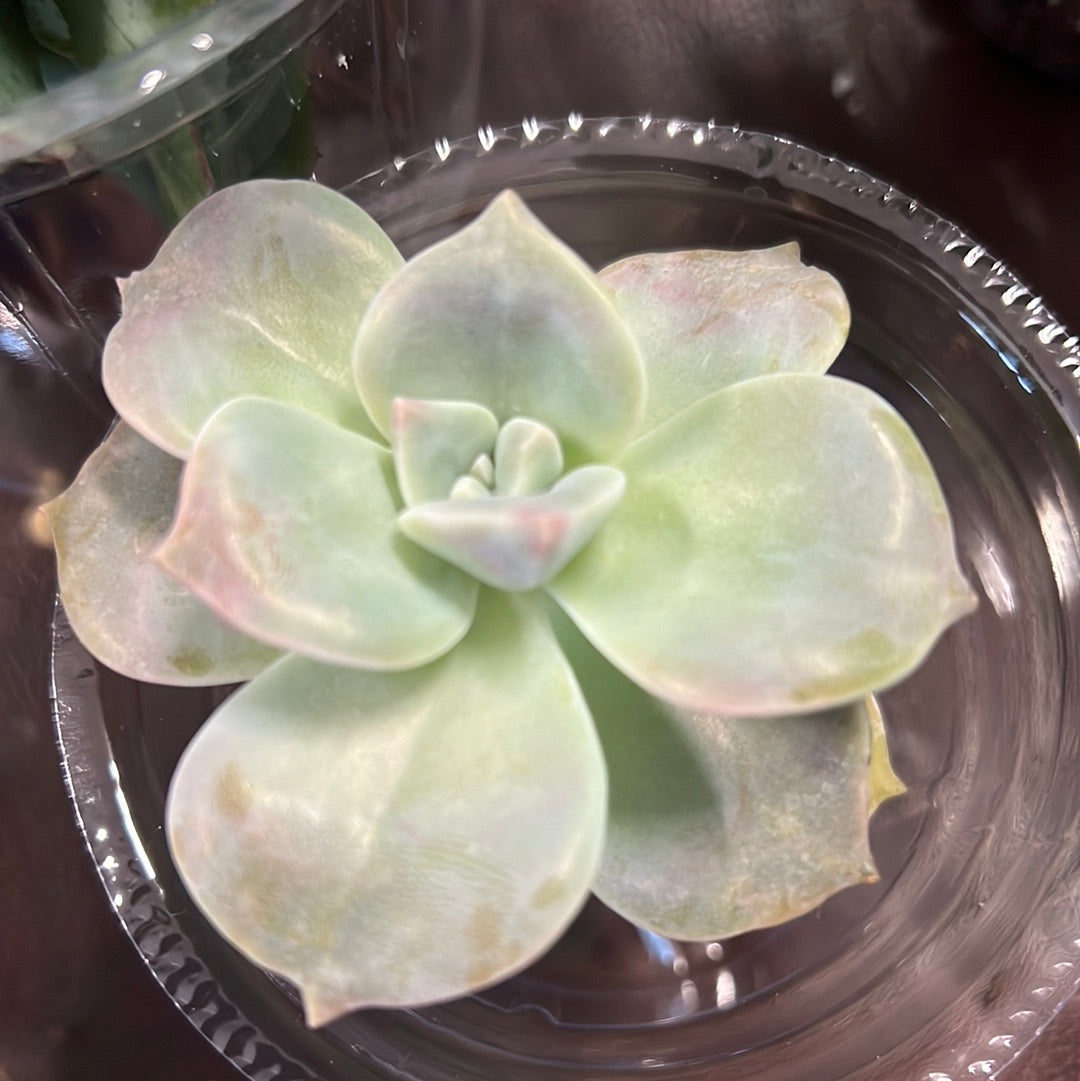 4" Succulent Random Pick