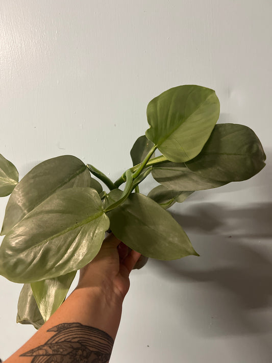 Philodendron Hastatum "Silver Sword"