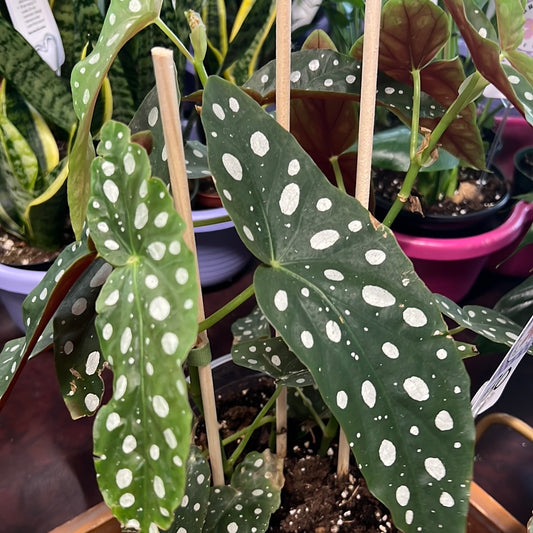 Begonia Maculata