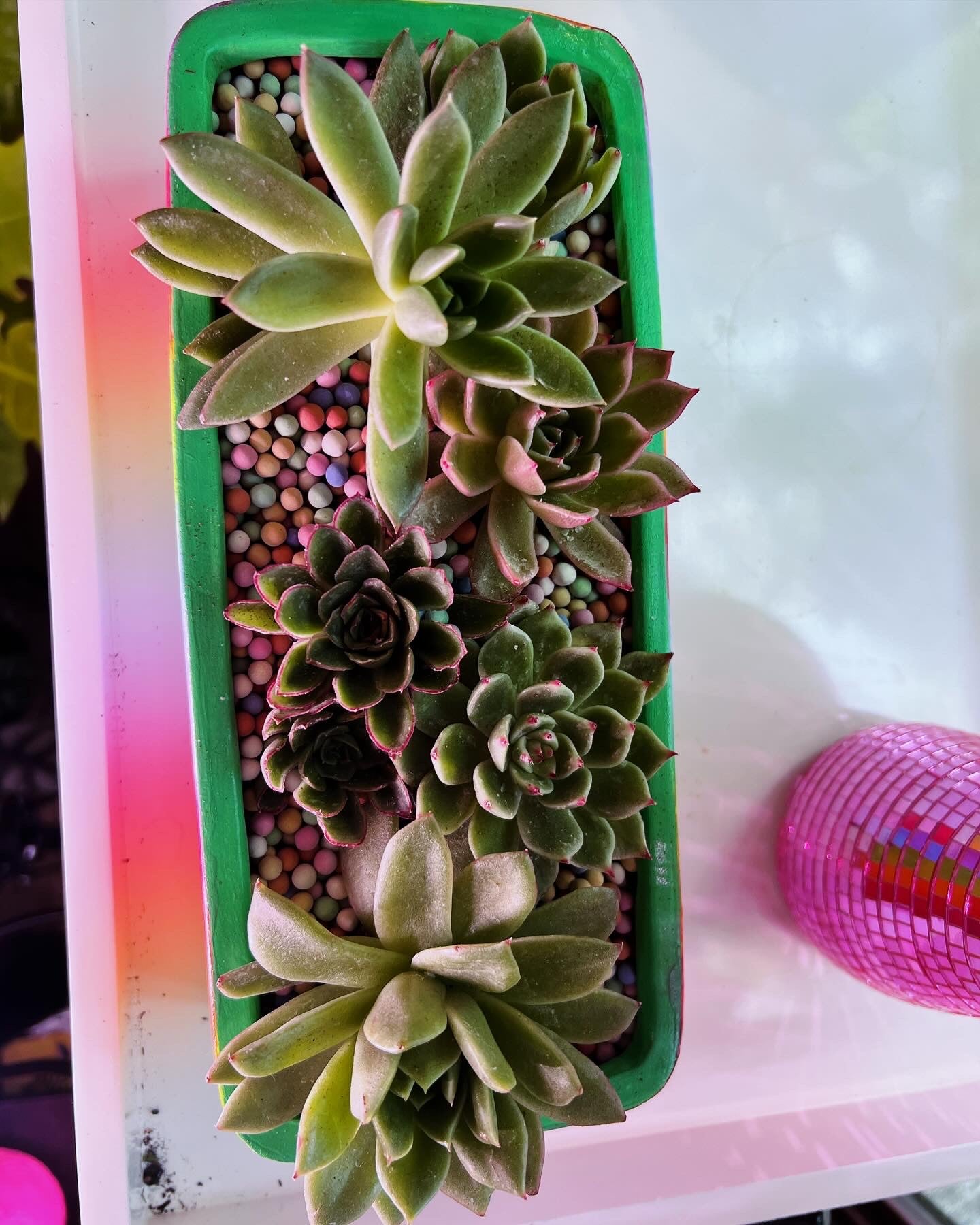 Color Up My World Succulent Arrangement