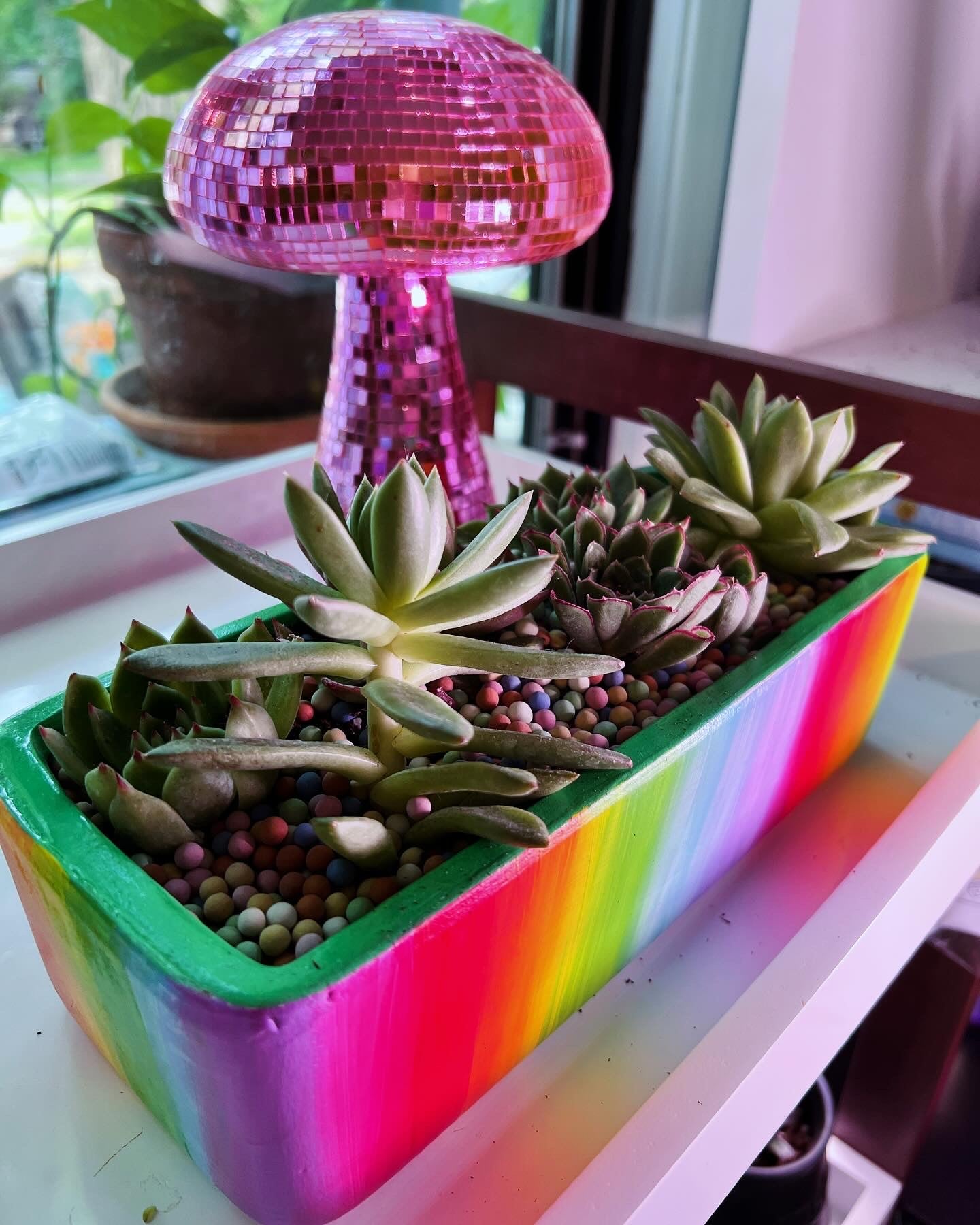 Color Up My World Succulent Arrangement