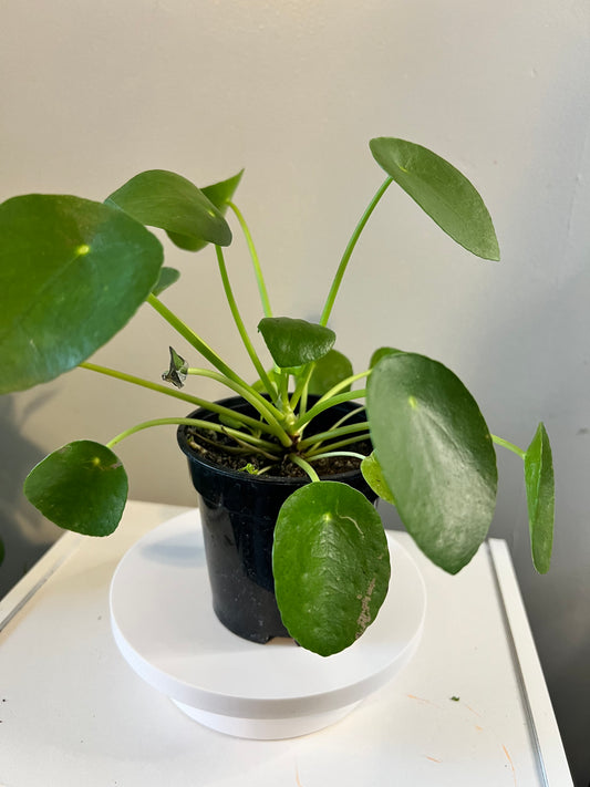 Peperomia (Pet Friendly) Plant