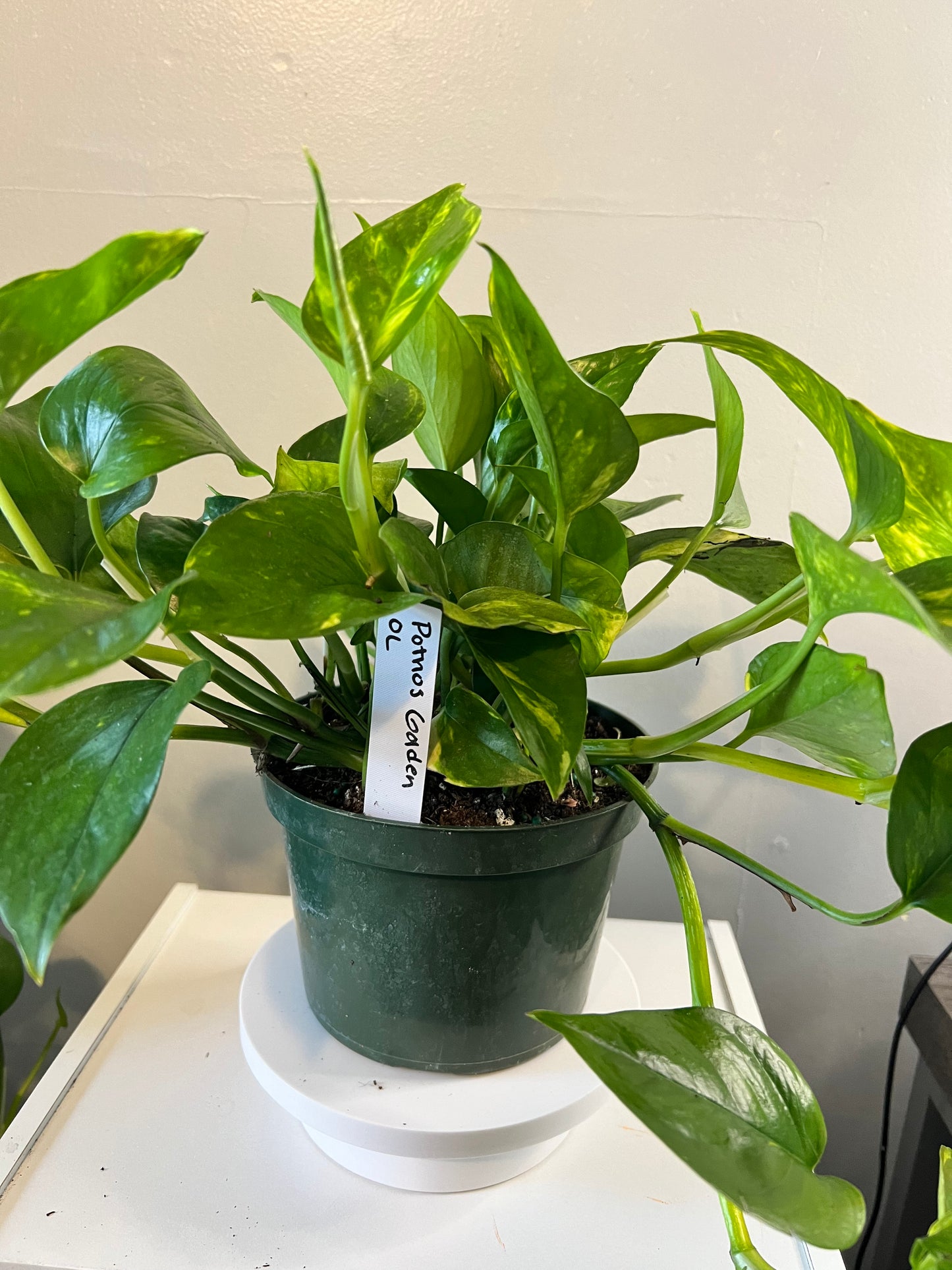 Golden Pothos Plant