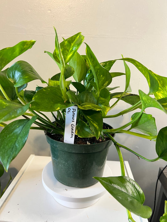 Golden Pothos Plant