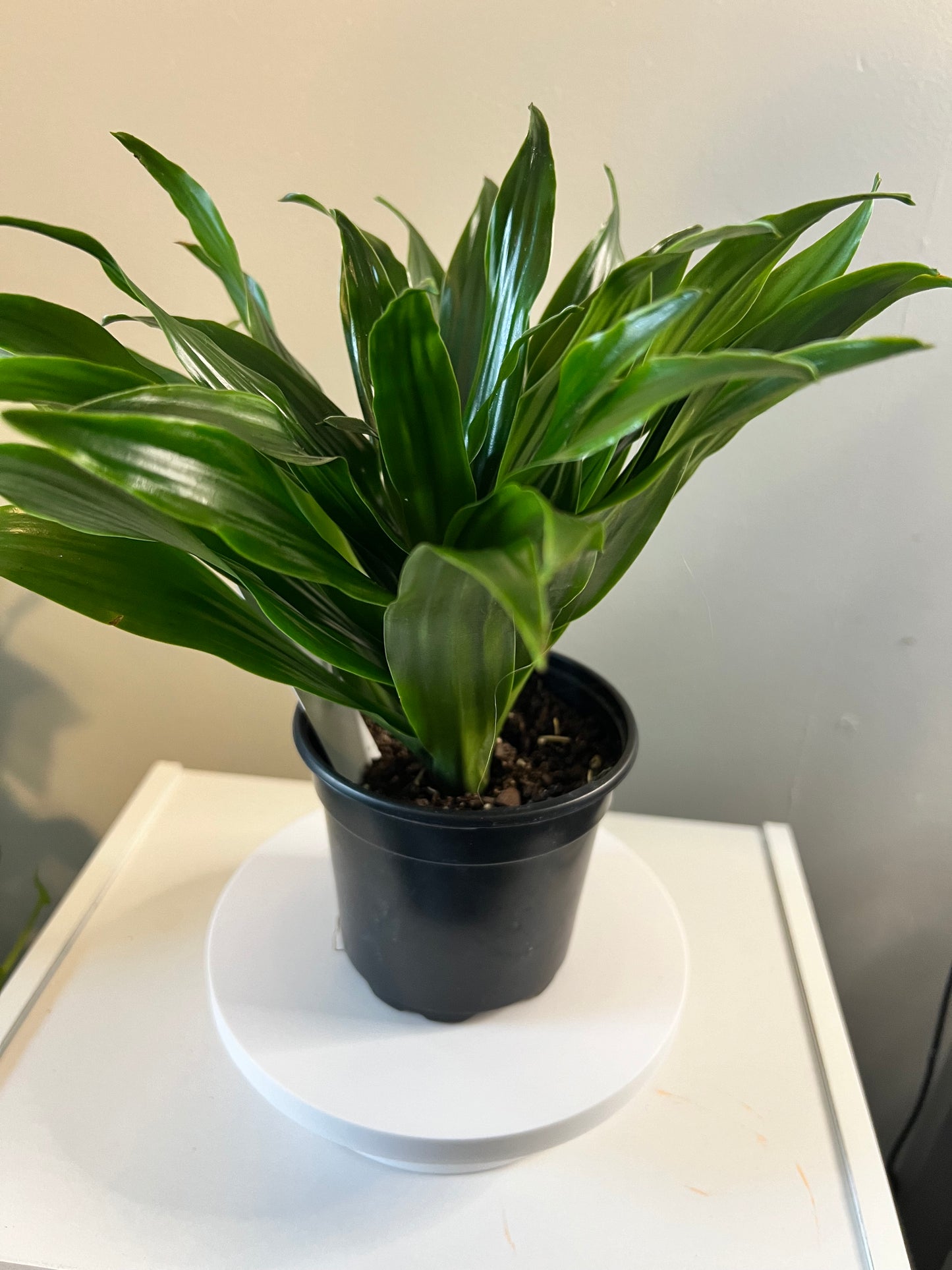 Dracaena Janet Craig Plant