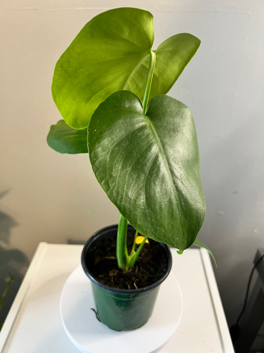 Monstera Deliciosa Plant