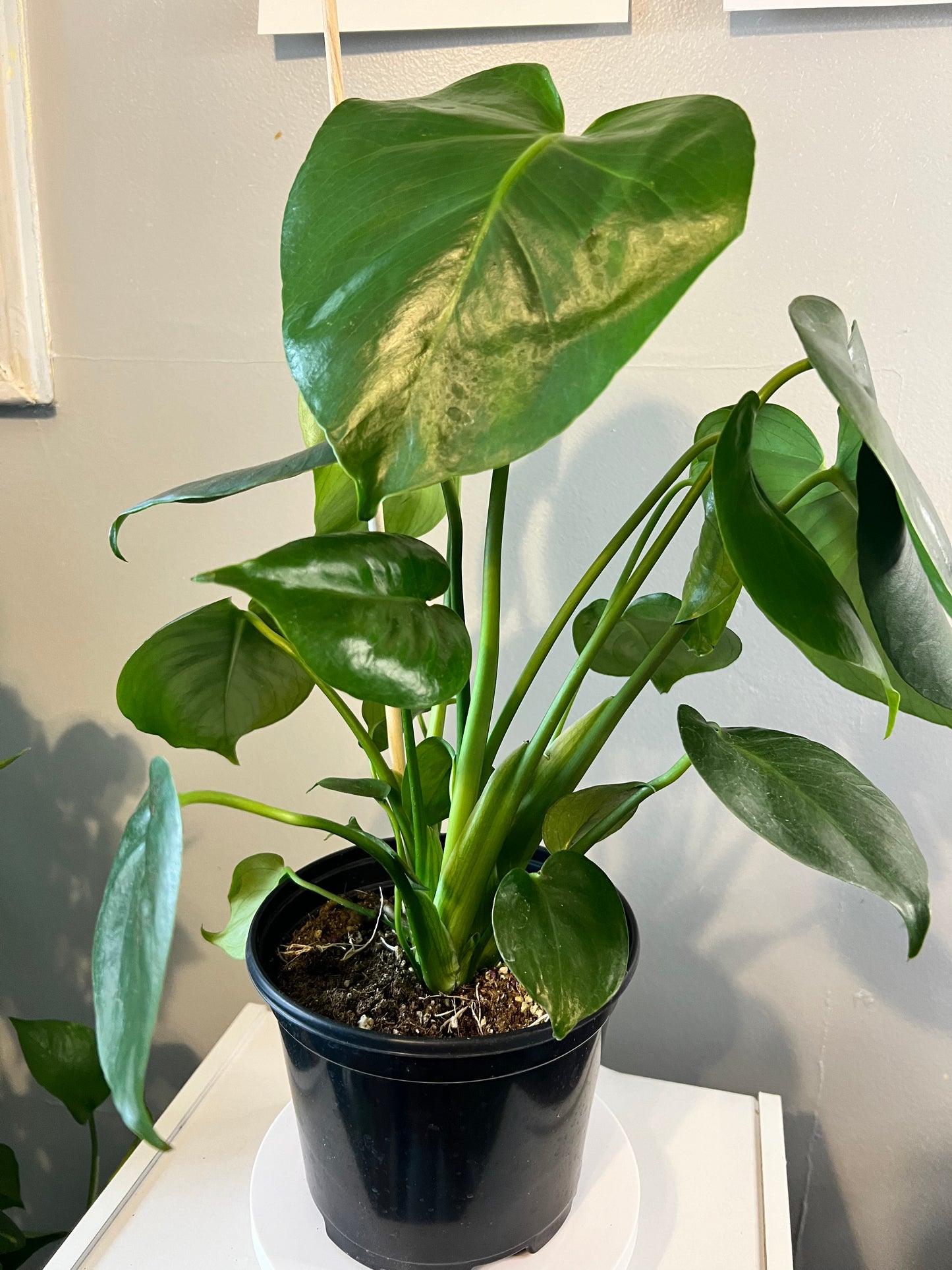 Monstera Deliciosa Plant