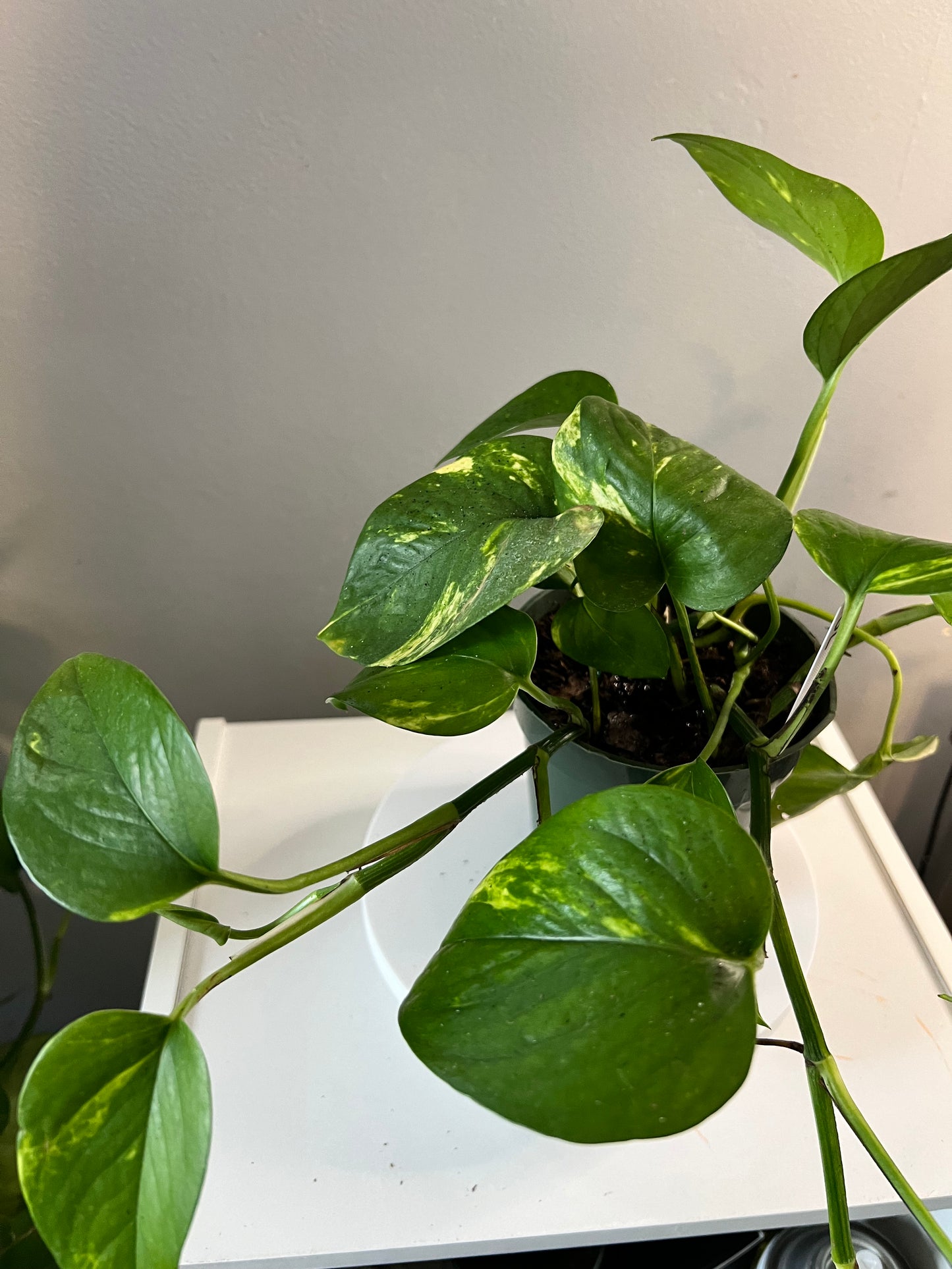 Golden Pothos Plant