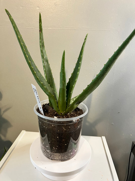 Aloe Vera Plant